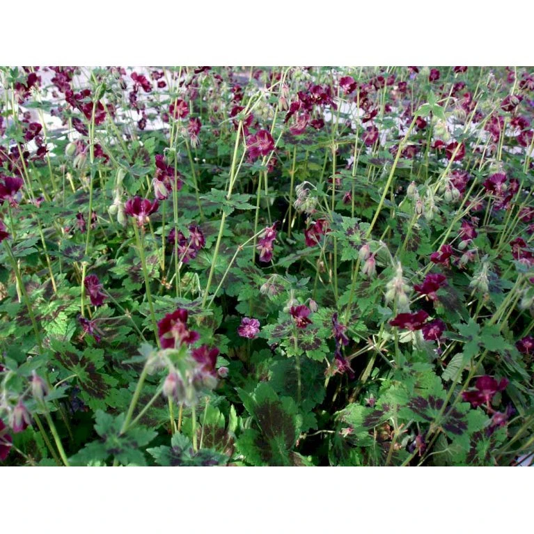 Bølgekronet Storkenæb 'Samobor' Geranium Phaeum 'Samobor' 1 Liter Potte 3 Bølgekronet Storkenæb 'Samobor' Geranium Phaeum 'Samobor' 1 Liter Potte - Billede 3