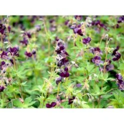 Bølgekronet Storkenæb 'Samobor' Geranium Phaeum 'Samobor' 1 Liter Potte 14 Bølgekronet Storkenæb 'Samobor' Geranium Phaeum 'Samobor' 1 Liter Potte -Sirius Butik mi1067 geranium phaeum samobor 05a3