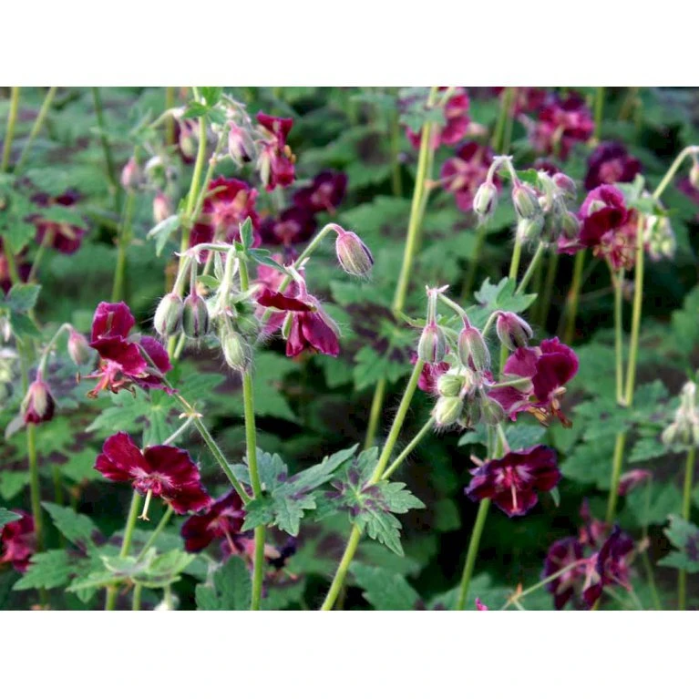 Bølgekronet Storkenæb 'Samobor' Geranium Phaeum 'Samobor' 1 Liter Potte 4 Bølgekronet Storkenæb 'Samobor' Geranium Phaeum 'Samobor' 1 Liter Potte - Billede 4