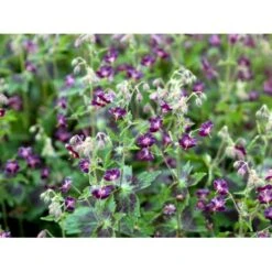 Bølgekronet Storkenæb 'Samobor' Geranium Phaeum 'Samobor' 1 Liter Potte 15 Bølgekronet Storkenæb 'Samobor' Geranium Phaeum 'Samobor' 1 Liter Potte -Sirius Butik mi1067 geranium phaeum samobor 1445