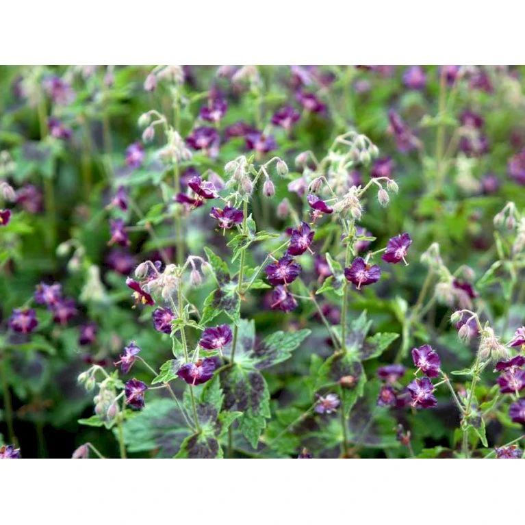 Bølgekronet Storkenæb 'Samobor' Geranium Phaeum 'Samobor' 1 Liter Potte 8 Bølgekronet Storkenæb 'Samobor' Geranium Phaeum 'Samobor' 1 Liter Potte - Billede 8