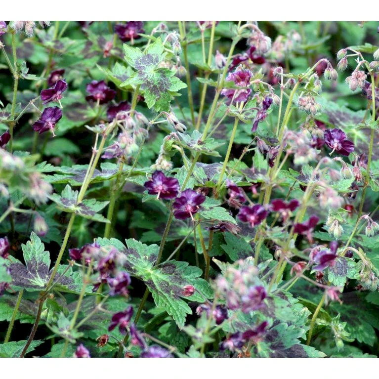 Bølgekronet Storkenæb 'Samobor' Geranium Phaeum 'Samobor' 1 Liter Potte 1 Bølgekronet Storkenæb 'Samobor' Geranium Phaeum 'Samobor' 1 Liter Potte
