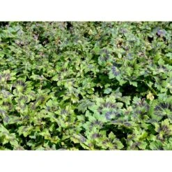 Bølgekronet Storkenæb 'Samobor' Geranium Phaeum 'Samobor' 1 Liter Potte 13 Bølgekronet Storkenæb 'Samobor' Geranium Phaeum 'Samobor' 1 Liter Potte -Sirius Butik mi1067 geranium phaeum samobor 8a6a