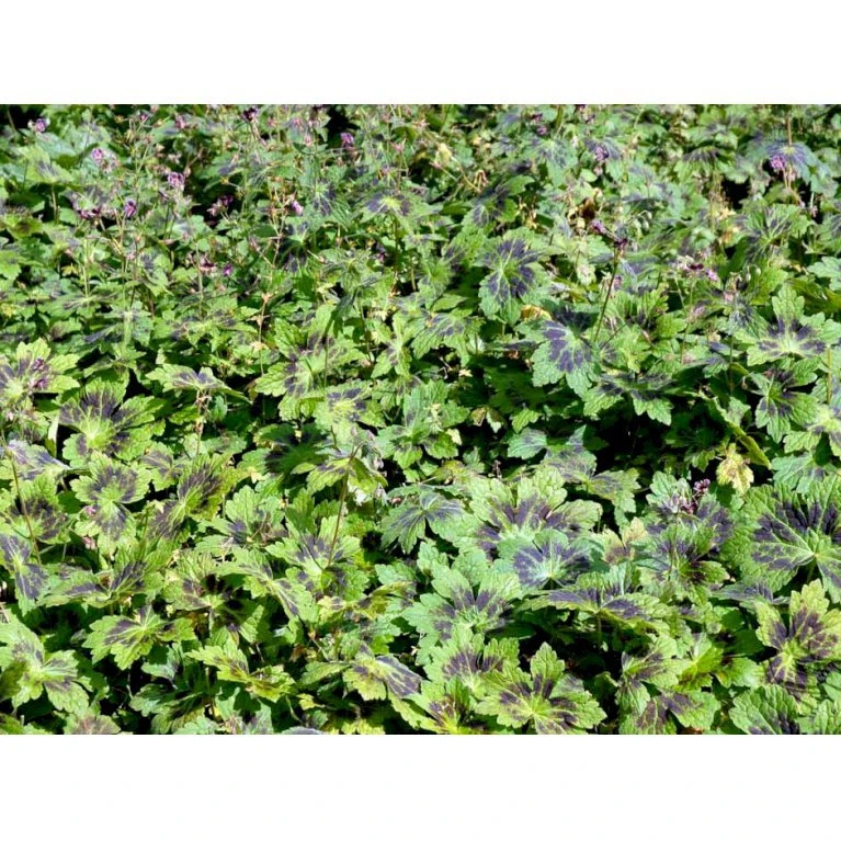 Bølgekronet Storkenæb 'Samobor' Geranium Phaeum 'Samobor' 1 Liter Potte 6 Bølgekronet Storkenæb 'Samobor' Geranium Phaeum 'Samobor' 1 Liter Potte - Billede 6