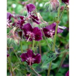 Bølgekronet Storkenæb 'Samobor' Geranium Phaeum 'Samobor' 1 Liter Potte 12 Bølgekronet Storkenæb 'Samobor' Geranium Phaeum 'Samobor' 1 Liter Potte -Sirius Butik mi1067 geranium phaeum samobor d840