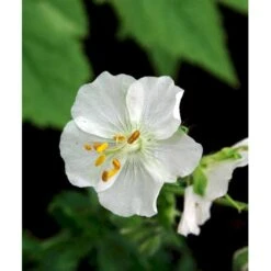 Bølgekronet Storkenæb 'Album' Geranium Phaeum 'Album' 1 Liter Potte 10 Bølgekronet Storkenæb 'Album' Geranium Phaeum 'Album' 1 Liter Potte -Sirius Butik mi1068 geranium phaeum album 515a