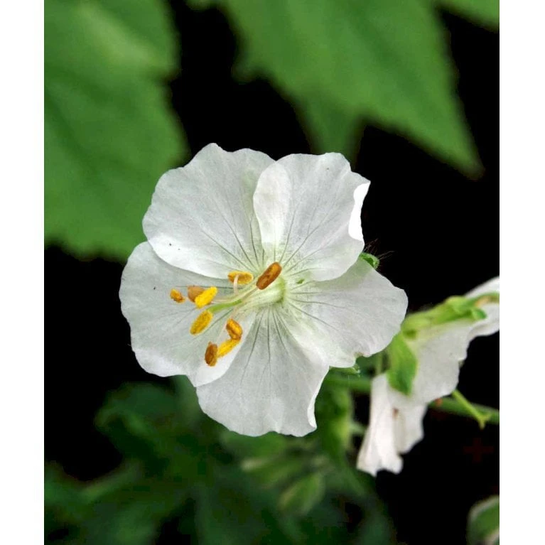 Bølgekronet Storkenæb 'Album' Geranium Phaeum 'Album' 1 Liter Potte 5 Bølgekronet Storkenæb 'Album' Geranium Phaeum 'Album' 1 Liter Potte - Billede 5