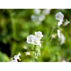 Bølgekronet Storkenæb 'Album' Geranium Phaeum 'Album' 1 Liter Potte 8 Bølgekronet Storkenæb 'Album' Geranium Phaeum 'Album' 1 Liter Potte -Sirius Butik mi1068 geranium phaeum album 581e