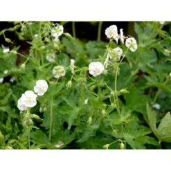 Bølgekronet Storkenæb 'Album' Geranium Phaeum 'Album' 1 Liter Potte 11 Bølgekronet Storkenæb 'Album' Geranium Phaeum 'Album' 1 Liter Potte -Sirius Butik mi1068 geranium phaeum album 6fb0