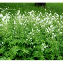 Bølgekronet Storkenæb 'Album' Geranium Phaeum 'Album' 1 Liter Potte 9 Bølgekronet Storkenæb 'Album' Geranium Phaeum 'Album' 1 Liter Potte -Sirius Butik mi1068 geranium phaeum album cfef