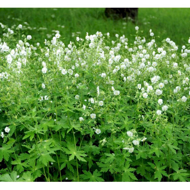 Bølgekronet Storkenæb 'Album' Geranium Phaeum 'Album' 1 Liter Potte 4 Bølgekronet Storkenæb 'Album' Geranium Phaeum 'Album' 1 Liter Potte - Billede 4