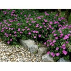 Blodrød Storkenæb Geranium Sanguineum 10 Cm. Potte -Sirius Butik mi1070 geranium sanguineum a79f