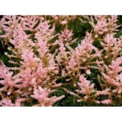 Astilbe 'Sprite' Astilbe Glaberrima-hybrid 'Sprite' 1 Liter Potte -Sirius Butik mi10730 astilbe sprite e006