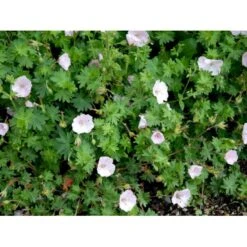 Blodrød Storkenæb 'Apfelblüte' Geranium Sanguineum 'Apfelblüte' 10 Cm. Potte -Sirius Butik mi1073 geranium sanguineum apfelbluete 0dbd