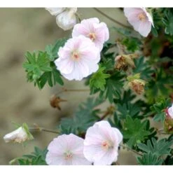 Blodrød Storkenæb 'Apfelblüte' Geranium Sanguineum 'Apfelblüte' 10 Cm. Potte -Sirius Butik mi1073 geranium sanguineum apfelbluete d02a