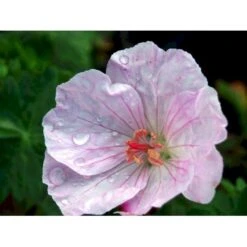 Blodrød Storkenæb 'Apfelblüte' Geranium Sanguineum 'Apfelblüte' 10 Cm. Potte -Sirius Butik mi1073 geranium sanguineum apfelbluete d366