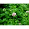 Stjerneskærm Astrantia Maxima 1 Liter Potte