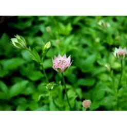 Stjerneskærm Astrantia Maxima 1 Liter Potte