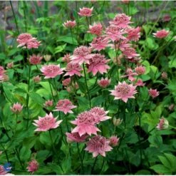 Stjerneskærm Astrantia Maxima 1 Liter Potte -Sirius Butik mi10744 astrantia maxima f58f