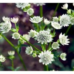 Stjerneskærm 'Star Of Billion' Astrantia Hybrid 'Star Of Billion'® 1 Liter Potte