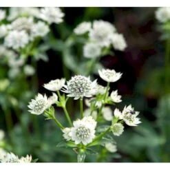 Stjerneskærm 'Star Of Billion' Astrantia Hybrid 'Star Of Billion'® 1 Liter Potte -Sirius Butik mi10746 astrantia star of billion r 5018