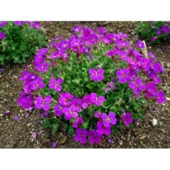 Blåpude Aubrieta 'Blaumeise' 10 Cm. Potte -Sirius Butik mi10761 aubrieta hybrid blaumeise 22a4