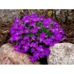 Blåpude Aubrieta 'Blaumeise' 10 Cm. Potte -Sirius Butik mi10761 aubrieta hybrid blaumeise 7f47