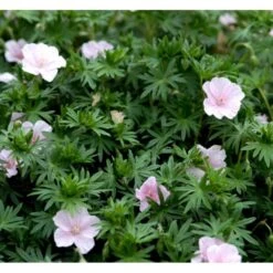 Blodrød Storkenæb 'Striatum' Geranium Sanguineum Var. Striatum 10 Cm. Potte -Sirius Butik mi1081 geranium sanguineum var striatum 1db7