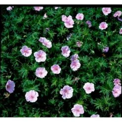 Blodrød Storkenæb 'Striatum' Geranium Sanguineum Var. Striatum 10 Cm. Potte -Sirius Butik mi1081 geranium sanguineum var striatum 63af