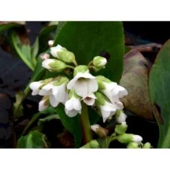 Kæmpestenbræk 'Bressingham White' Bergenia Cordifolia 'Bressingham White' 1 Liter Potte -Sirius Butik mi10821 bergenia bressingham white 3be1