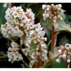 Kæmpestenbræk 'Bressingham White' Bergenia Cordifolia 'Bressingham White' 1 Liter Potte -Sirius Butik mi10821 bergenia bressingham white c5f0