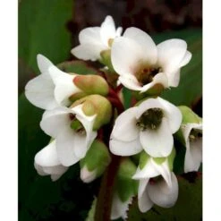 Kæmpestenbræk 'Bressingham White' Bergenia Cordifolia 'Bressingham White' 1 Liter Potte -Sirius Butik mi10821 bergenia bressingham white e9a3