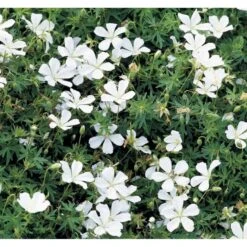 Blodrød Storkenæb 'Album' Geranium Sanguineum 'Album' 10 Cm. Potte -Sirius Butik mi1082 geranium sanguineum album 18f4