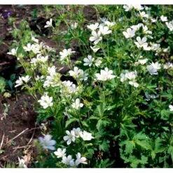 Blodrød Storkenæb 'Album' Geranium Sanguineum 'Album' 10 Cm. Potte -Sirius Butik mi1082 geranium sanguineum album b648