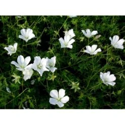 Blodrød Storkenæb 'Album' Geranium Sanguineum 'Album' 10 Cm. Potte -Sirius Butik mi1082 geranium sanguineum album f137