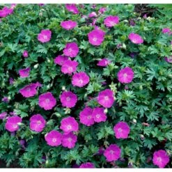 Blodrød Storkenæb 'Max Frei' Geranium Sanguineum 'Max Frei' 10 Cm. Potte -Sirius Butik mi1083 geranium sanguineum max frei 0abe