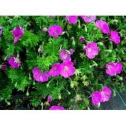 Blodrød Storkenæb 'Max Frei' Geranium Sanguineum 'Max Frei' 10 Cm. Potte -Sirius Butik mi1083 geranium sanguineum max frei 8e96