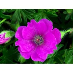 Blodrød Storkenæb 'Max Frei' Geranium Sanguineum 'Max Frei' 10 Cm. Potte -Sirius Butik mi1083 geranium sanguineum max frei bdc9