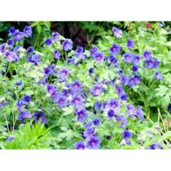 Skov Storkenæb 'Mayflower' Geranium Sylvaticum 'Mayflower' 1 Liter Potte 7 Skov Storkenæb 'Mayflower' Geranium Sylvaticum 'Mayflower' 1 Liter Potte -Sirius Butik mi1084 geranium sylvaticum mayflower 6f78