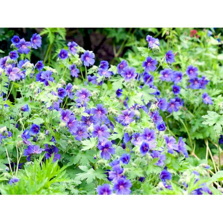 Skov Storkenæb 'Mayflower' Geranium Sylvaticum 'Mayflower' 1 Liter Potte 3 Skov Storkenæb 'Mayflower' Geranium Sylvaticum 'Mayflower' 1 Liter Potte - Billede 3