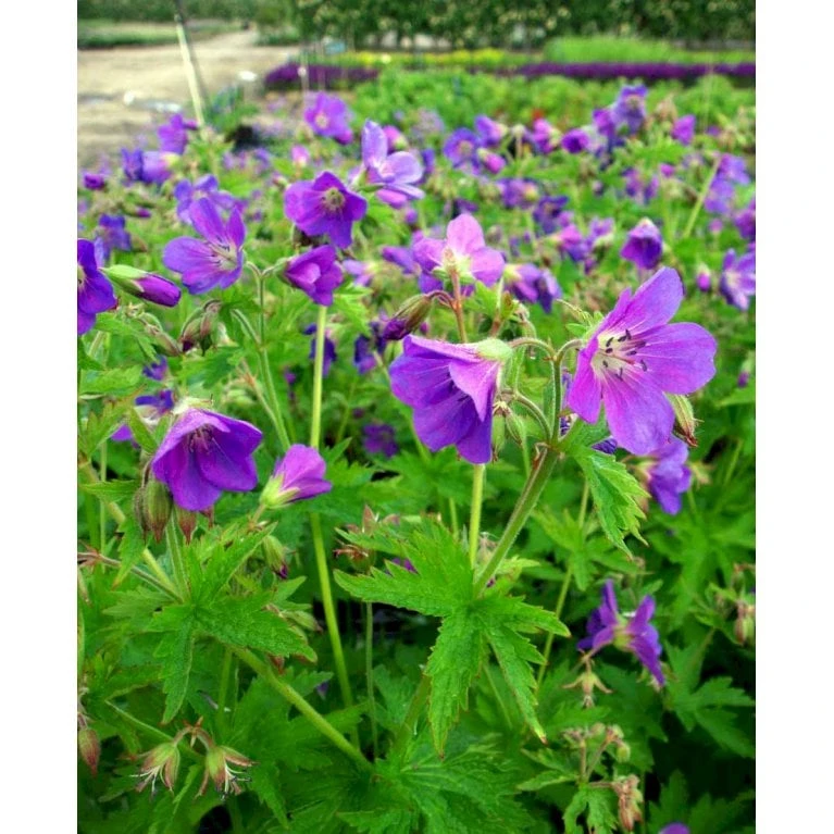 Skov Storkenæb 'Mayflower' Geranium Sylvaticum 'Mayflower' 1 Liter Potte 4 Skov Storkenæb 'Mayflower' Geranium Sylvaticum 'Mayflower' 1 Liter Potte - Billede 4