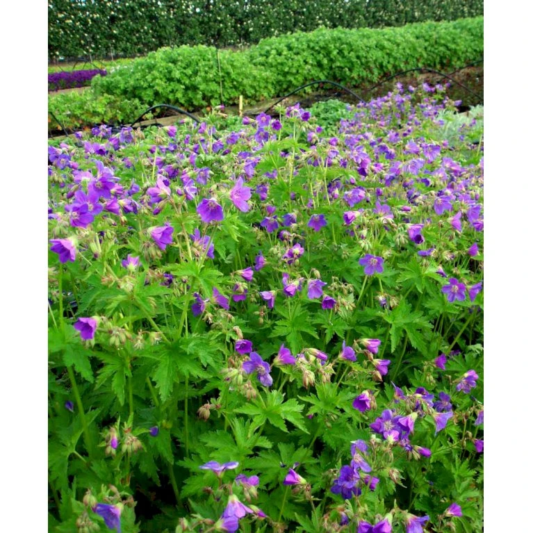 Skov Storkenæb 'Mayflower' Geranium Sylvaticum 'Mayflower' 1 Liter Potte 5 Skov Storkenæb 'Mayflower' Geranium Sylvaticum 'Mayflower' 1 Liter Potte - Billede 5