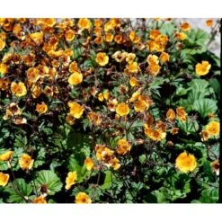 Nellikerod 'Carlskær' Geum Hybrid 'Carlskær' 1 Liter Potte -Sirius Butik mi1086 geum karlskaer 7d27