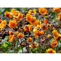Nellikerod 'Carlskær' Geum Hybrid 'Carlskær' 1 Liter Potte -Sirius Butik mi1086 geum karlskaer c470