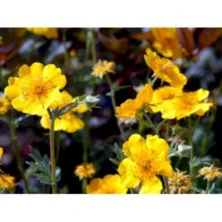 Bjerg-Nellikerod 'Diana' Geum Montanum 'Diana' 1 Liter Potte -Sirius Butik mi1087 geum montanum diana 1c31