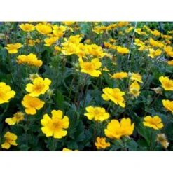 Bjerg-Nellikerod 'Diana' Geum Montanum 'Diana' 1 Liter Potte -Sirius Butik mi1087 geum montanum diana 419e