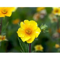 Bjerg-Nellikerod 'Diana' Geum Montanum 'Diana' 1 Liter Potte -Sirius Butik mi1087 geum montanum diana 8fe9