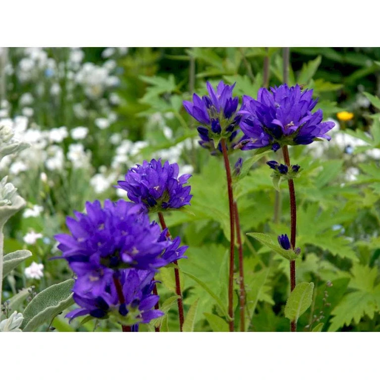 Nøgleklokke Campanula Glomerata Potte 2 Liter. 1 Nøgleklokke Campanula Glomerata Potte 2 Liter.