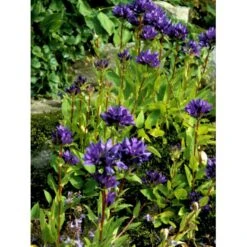 Nøgleklokke Campanula Glomerata Potte 2 Liter. 5 Nøgleklokke Campanula Glomerata Potte 2 Liter. -Sirius Butik mi10893 campanula glomerata 8c78