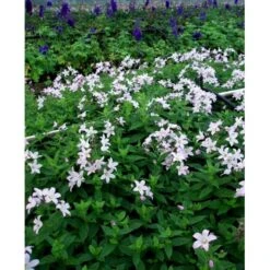 Mælkeklokke 'Loddon Anna' Campanula Lactiflora 'Loddon Anna' 1 Liter Potte -Sirius Butik mi10903 campanula lactiflora loddon anne 0332